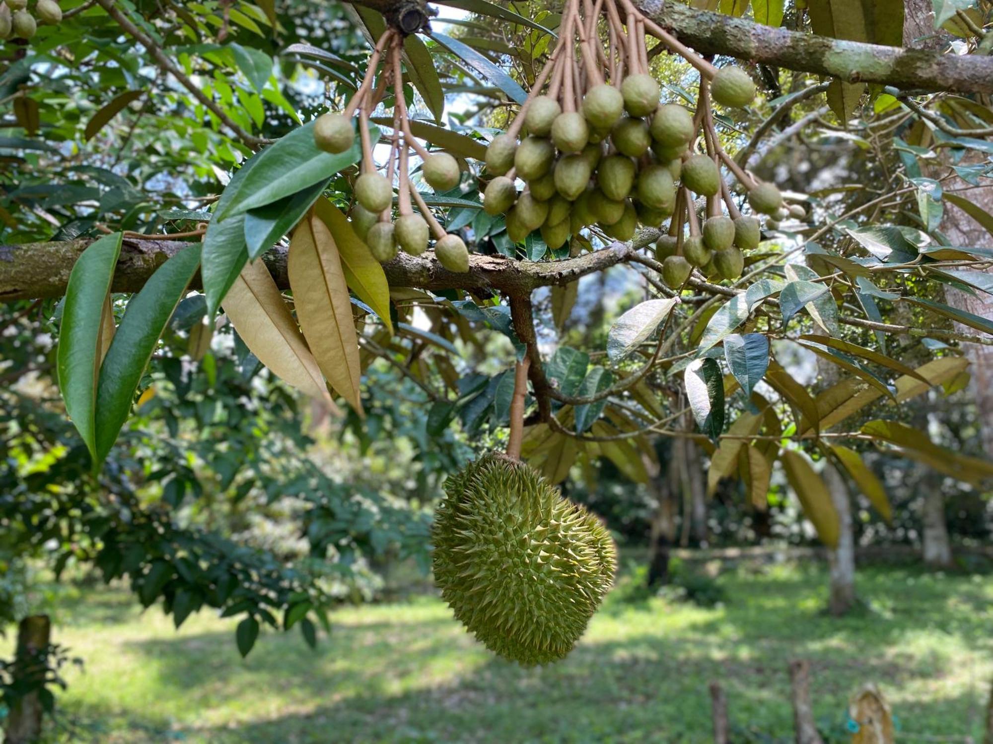 Kebun Puisi Vila Kajang Exterior foto